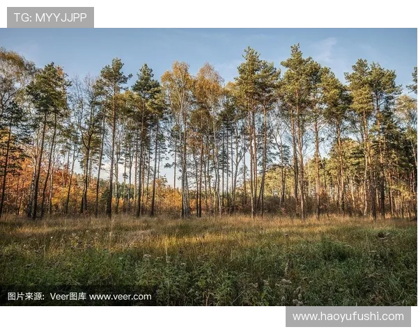 波兰特与伐木工的激烈对决揭示了森林保护的重要性与挑战 波兰特与伐木工的激烈对决揭示了森林保护的重要性与挑战